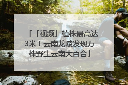 「视频」植株最高达3米！云南龙陵发现万株野生云南大百合