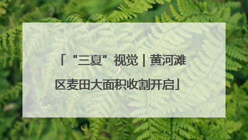 “三夏”视觉｜黄河滩区麦田大面积收割开启