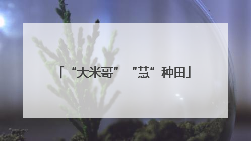 “大米哥”“慧”种田