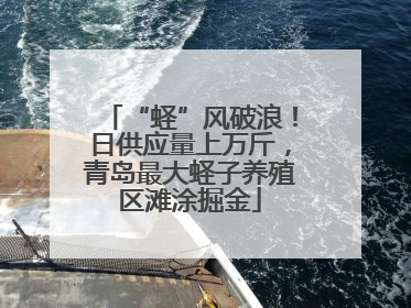 “蛏”风破浪！日供应量上万斤，青岛最大蛏子养殖区滩涂掘金