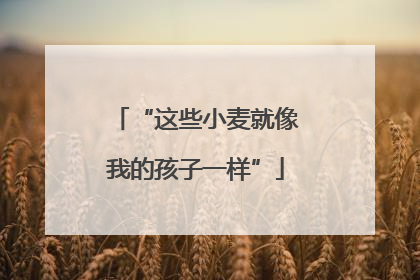 “这些小麦就像我的孩子一样”