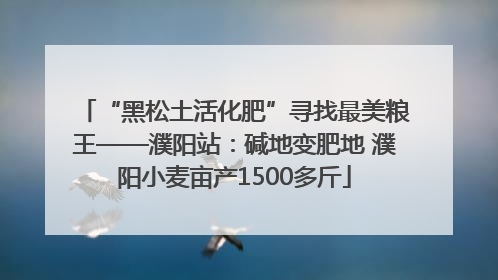 “黑松土活化肥”寻找最美粮王——濮阳站：碱地变肥地 濮阳小麦亩产1500多斤