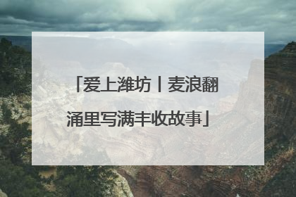 爱上潍坊丨麦浪翻涌里写满丰收故事