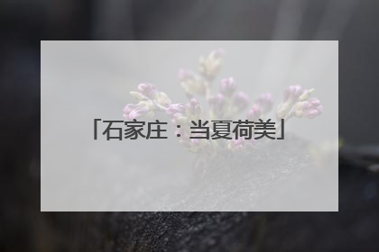 石家庄：当夏荷美