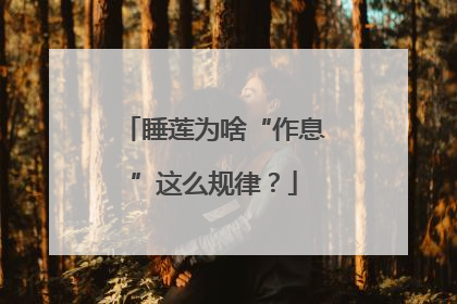 睡莲为啥“作息”这么规律？