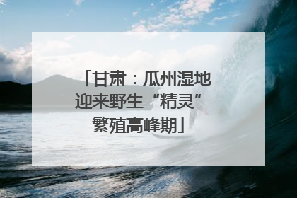 甘肃：瓜州湿地迎来野生“精灵”繁殖高峰期