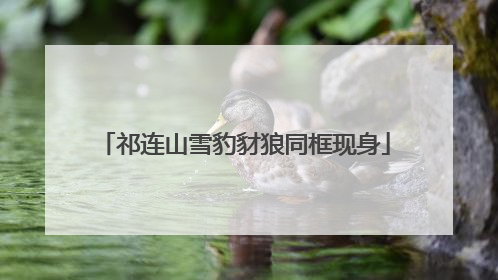 祁连山雪豹豺狼同框现身