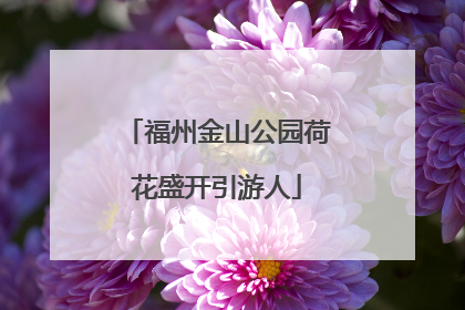 福州金山公园荷花盛开引游人