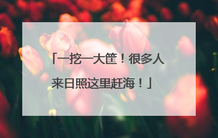 一挖一大筐！很多人来日照这里赶海！