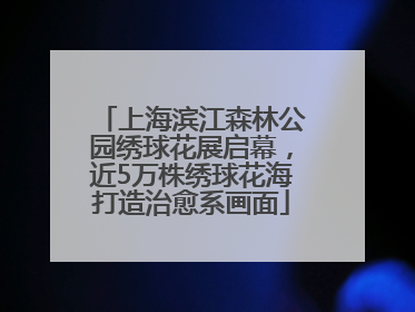 上海滨江森林公园绣球花展启幕，近5万株绣球花海打造治愈系画面