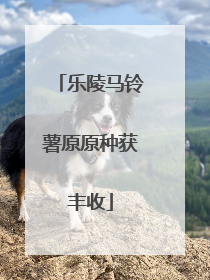 乐陵马铃薯原原种获丰收