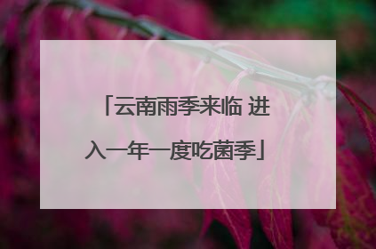云南雨季来临 进入一年一度吃菌季