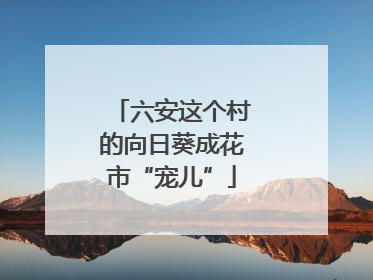 六安这个村的向日葵成花市“宠儿”
