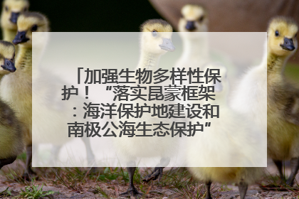 加强生物多样性保护！“落实昆蒙框架：海洋保护地建设和南极公海生态保护”主题论坛将举办