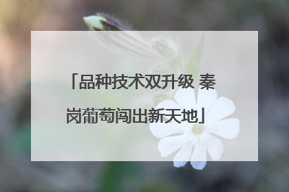 品种技术双升级 秦岗葡萄闯出新天地