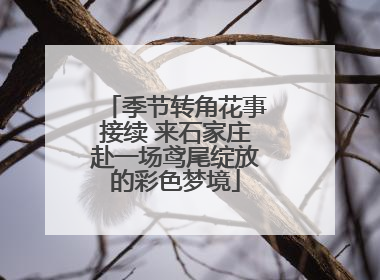 季节转角花事接续 来石家庄赴一场鸢尾绽放的彩色梦境