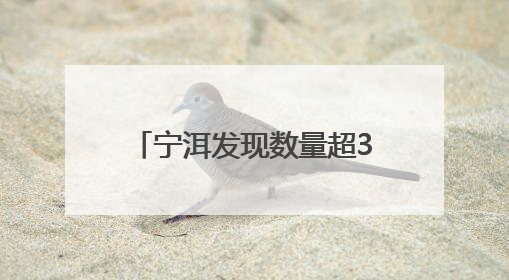 宁洱发现数量超3000株的大规模珍稀植物桫椤群