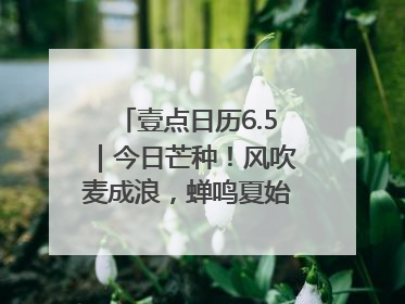 壹点日历6.5｜今日芒种！风吹麦成浪，蝉鸣夏始忙！大家早安
