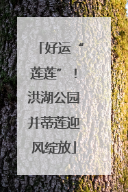 好运“莲莲”！洪湖公园并蒂莲迎风绽放