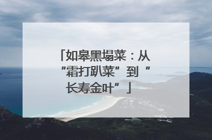 如皋黑塌菜：从“霜打趴菜”到“长寿金叶”