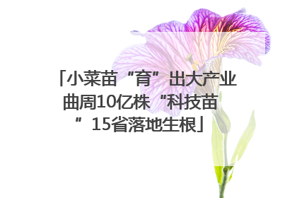 小菜苗“育”出大产业 曲周10亿株“科技苗”15省落地生根