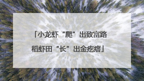 小龙虾“爬”出致富路 稻虾田“长”出金疙瘩