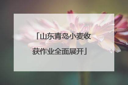 山东青岛小麦收获作业全面展开