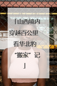 山西境内穿越百公里 看华北豹“搬家”记
