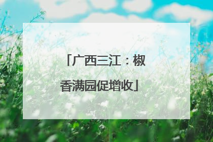 广西三江：椒香满园促增收