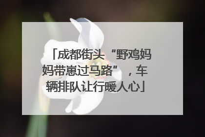 成都街头“野鸡妈妈带崽过马路”，车辆排队让行暖人心