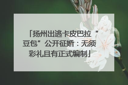 扬州出逃卡皮巴拉“豆包”公开征婚：无须彩礼且有正式编制