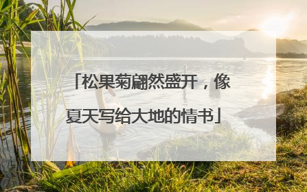 松果菊翩然盛开，像夏天写给大地的情书