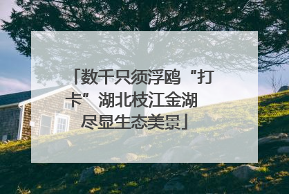 数千只须浮鸥“打卡”湖北枝江金湖 尽显生态美景