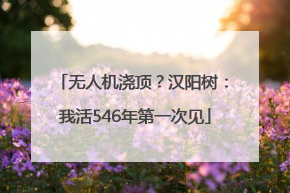 无人机浇顶？汉阳树：我活546年第一次见