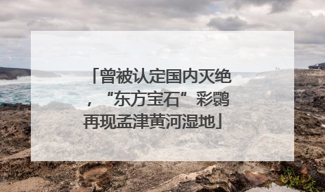 曾被认定国内灭绝，“东方宝石”彩鹮再现孟津黄河湿地