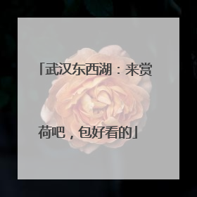 武汉东西湖：来赏荷吧，包好看的