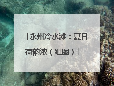 永州冷水滩：夏日荷韵浓（组图）