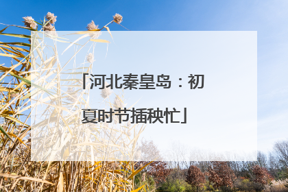 河北秦皇岛：初夏时节插秧忙