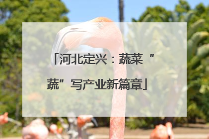 河北定兴：蔬菜“蔬”写产业新篇章