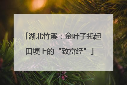 湖北竹溪：金叶子托起田埂上的“致富经”