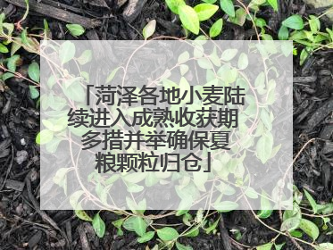 菏泽各地小麦陆续进入成熟收获期 多措并举确保夏粮颗粒归仓