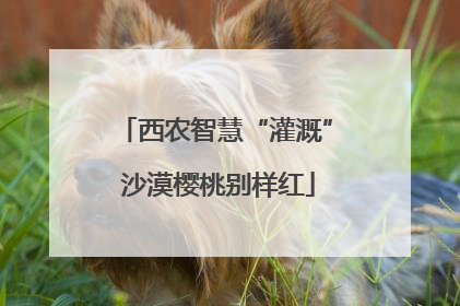 西农智慧“灌溉” 沙漠樱桃别样红