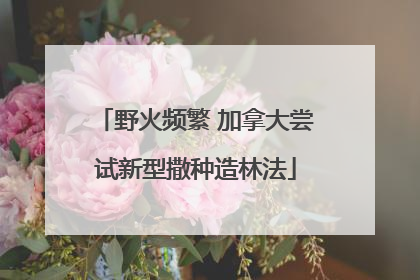野火频繁 加拿大尝试新型撒种造林法