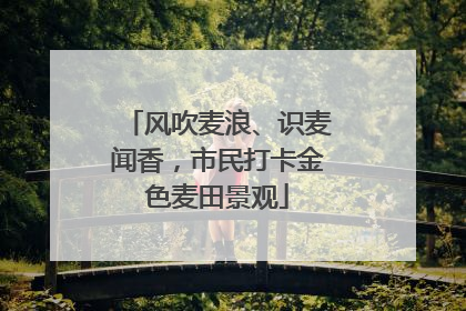 风吹麦浪、识麦闻香，市民打卡金色麦田景观