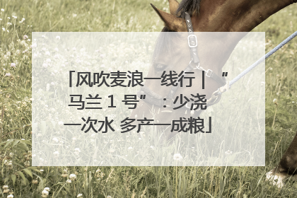 风吹麦浪一线行｜“马兰 1 号”：少浇一次水 多产一成粮