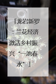 龙岩新罗：兰花经济激活乡村振兴“一池春水”