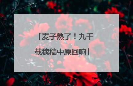 麦子熟了！九千载稼穑中原回响