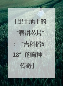 黑土地上的“春耕芯片”：“吉科稻518”的育种传奇